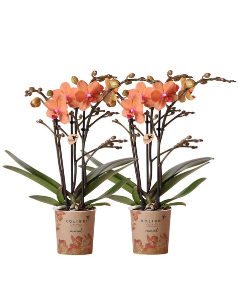 Kolibri Orchids Orchidee