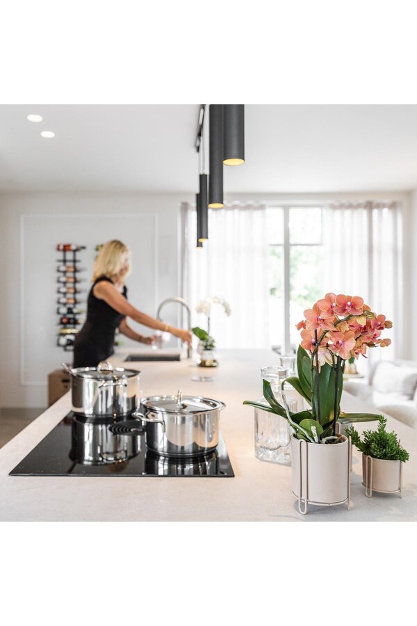 COMBI DEAL van 2 oranje Phalaenopsis orchideeën