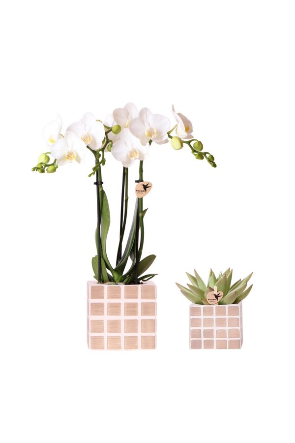 Set van witte orchidee Amabilis en succulent in Mosa sierpotten bruin