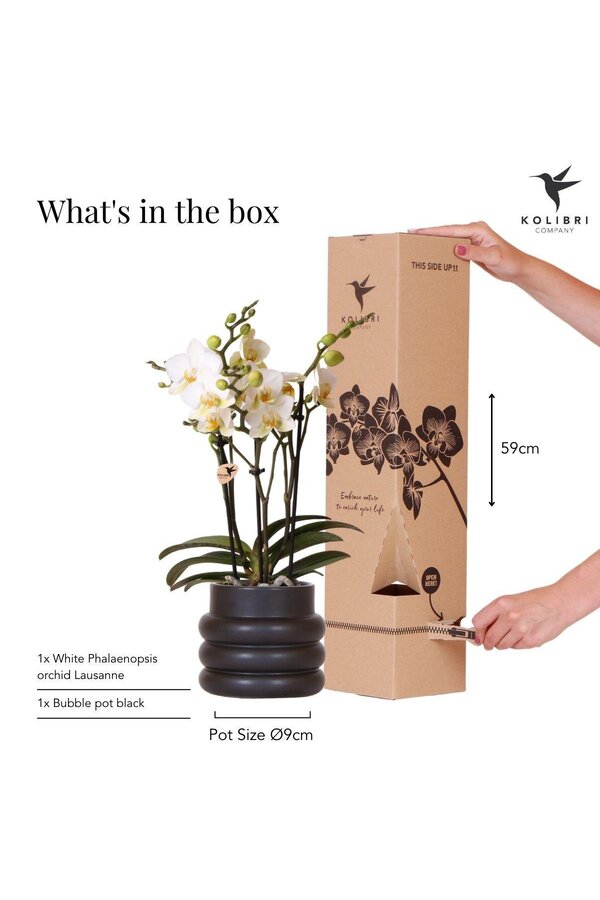 Witte phalaenopsis orchidee - Lausanne + Bubble pot black