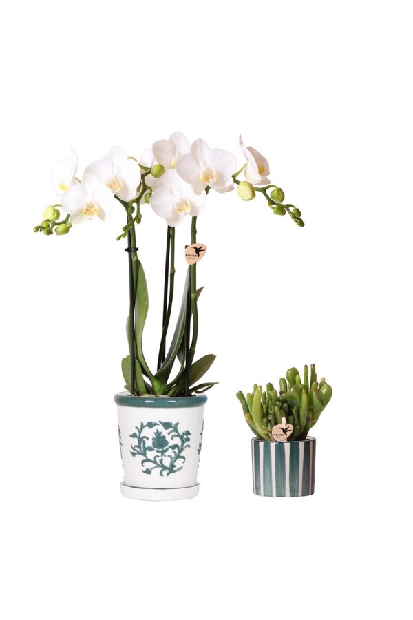 Set van witte orchidee Amabilis in Malaga pot en succulent in Painted Stripe pot groen