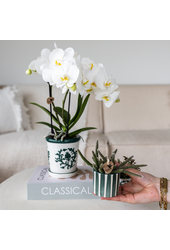 Set van witte orchidee Amabilis in Malaga pot en succulent in Painted Stripe pot groen