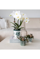 Set van witte orchidee Amabilis in Malaga pot en succulent in Painted Stripe pot groen