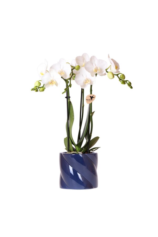 Witte orchidee Amabilis + Candy sierpot blauw