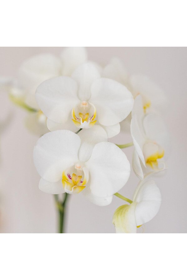 Witte orchidee Amabilis + Candy sierpot blauw