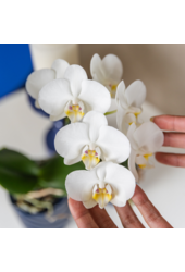 Witte orchidee Amabilis + Candy sierpot blauw