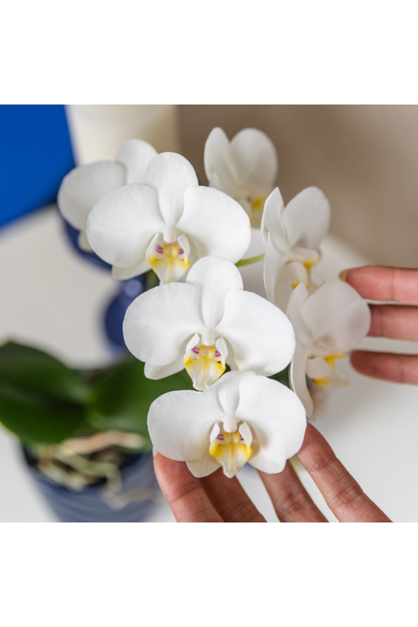 Witte orchidee Amabilis + Candy sierpot blauw