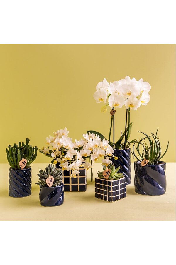 Witte orchidee Amabilis + Candy sierpot blauw