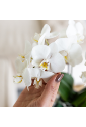 Witte orchidee Amabilis + Malaga sierpot groen
