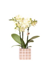 Gele phalaenopsis orchidee Mexico + Mosa sierpot bruin
