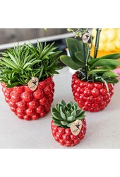 Berry pot - 12cm