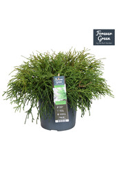 Chamaecyparis pisifera Filifera Nana P19