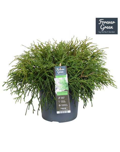 Chamaecyparis pisifera Filifera Nana P19