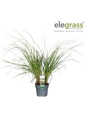 Pampasgras Tiny Pampa