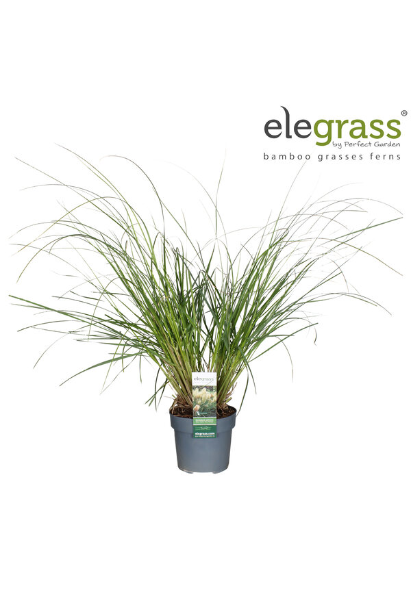 Pampasgras Tiny Pampa