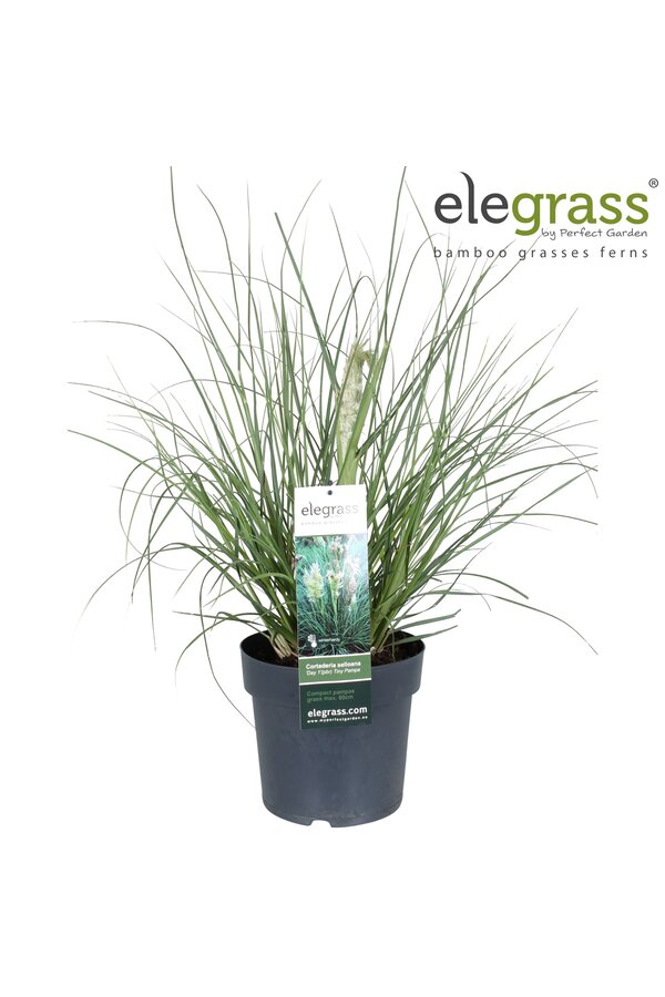 Pampasgras Tiny Pampa