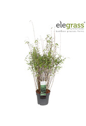 Fargesia nitida Dark Shadow P23