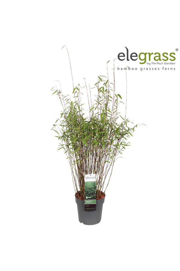 Fargesia nitida Dark Shadow P23