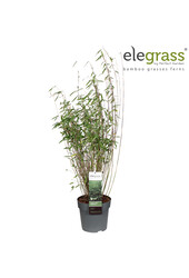 Fargesia nitida Dark Shadow P23