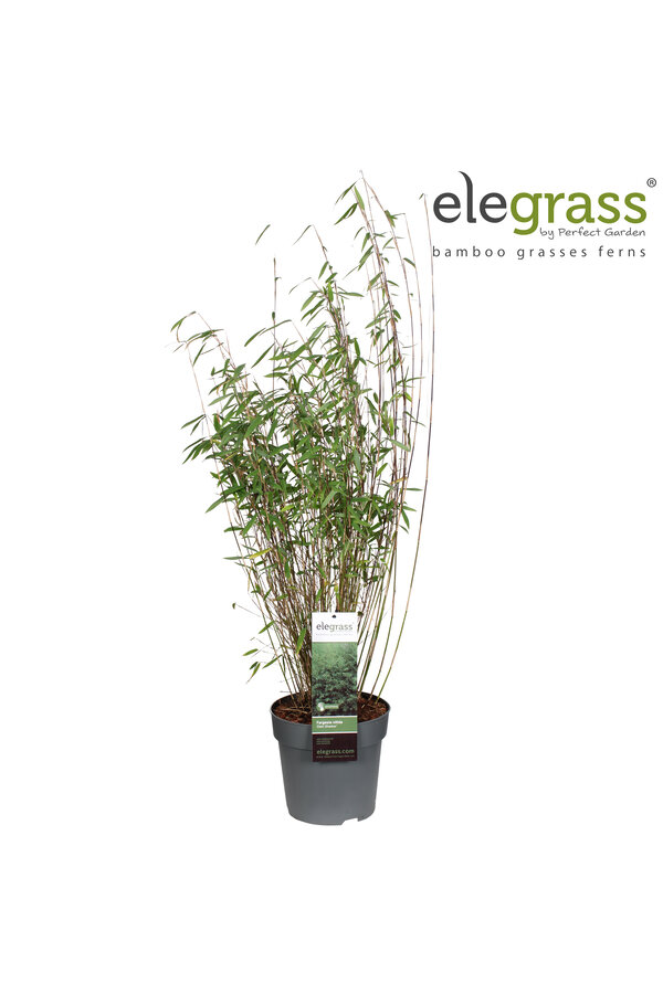 Fargesia nitida Dark Shadow P23