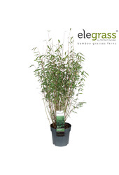 Fargesia nitida Dark Shadow P23