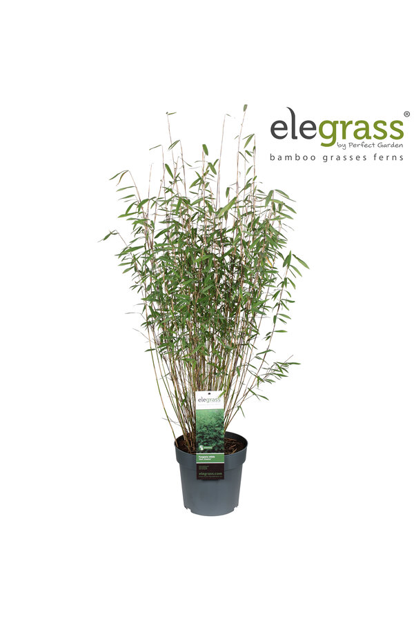 Fargesia nitida Dark Shadow P23