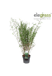 Fargesia nitida Dark Shadow P23