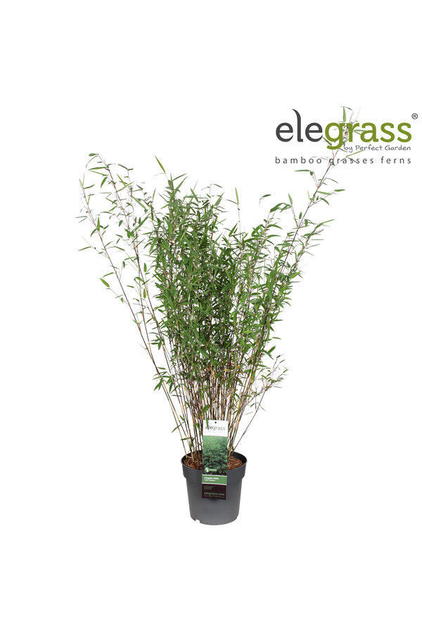 Fargesia nitida Dark Shadow P23