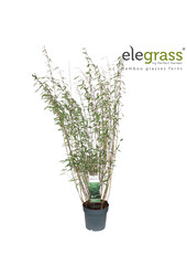 Fargesia nitida Dark Shadow P23