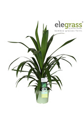Cordyline Emerald Star P23