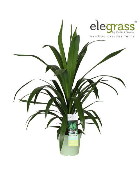 Cordyline Emerald Star P23