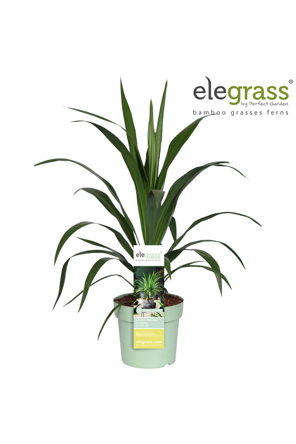 Cordyline Emerald Star P23