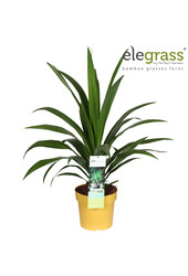 Cordyline Emerald Star P23