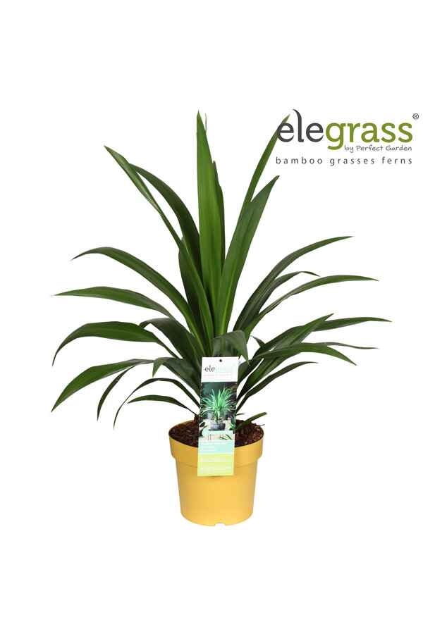 Cordyline Emerald Star P23