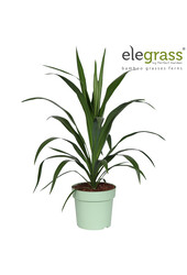 Cordyline Emerald Star P23