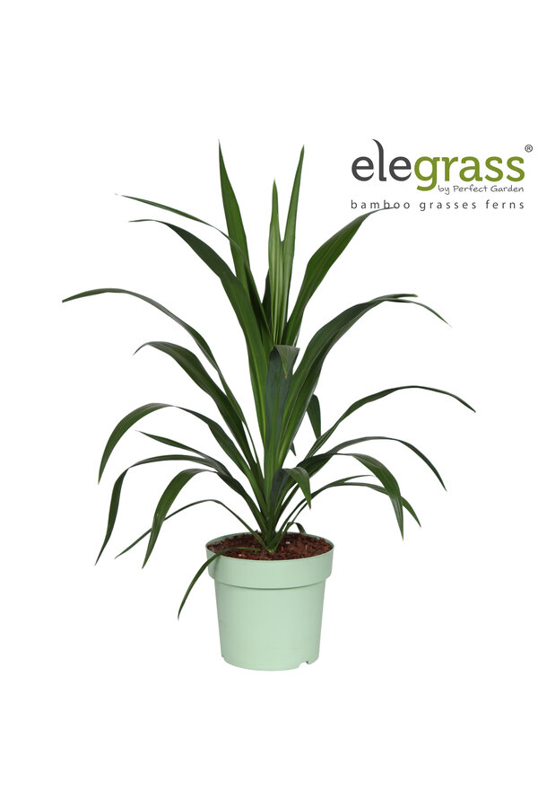 Cordyline Emerald Star P23