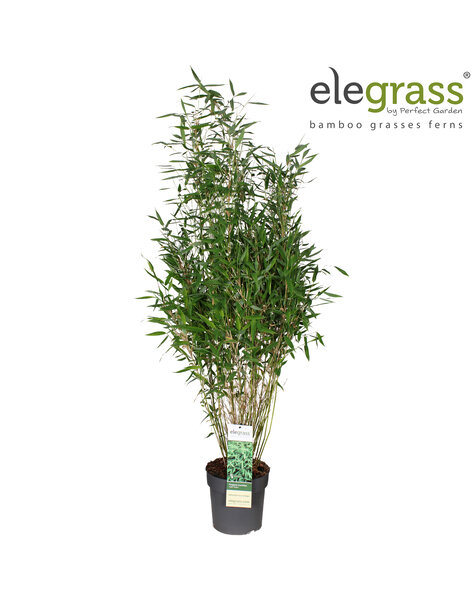 Fargesia murieliae Light Green P23