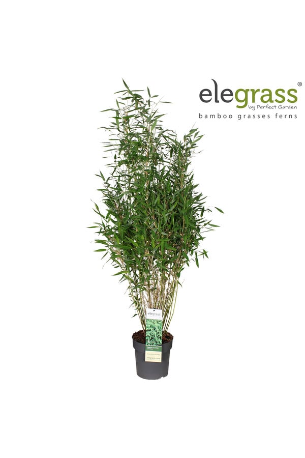 Fargesia murieliae Light Green P23