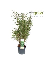 Fargesia murieliae Light Green P23