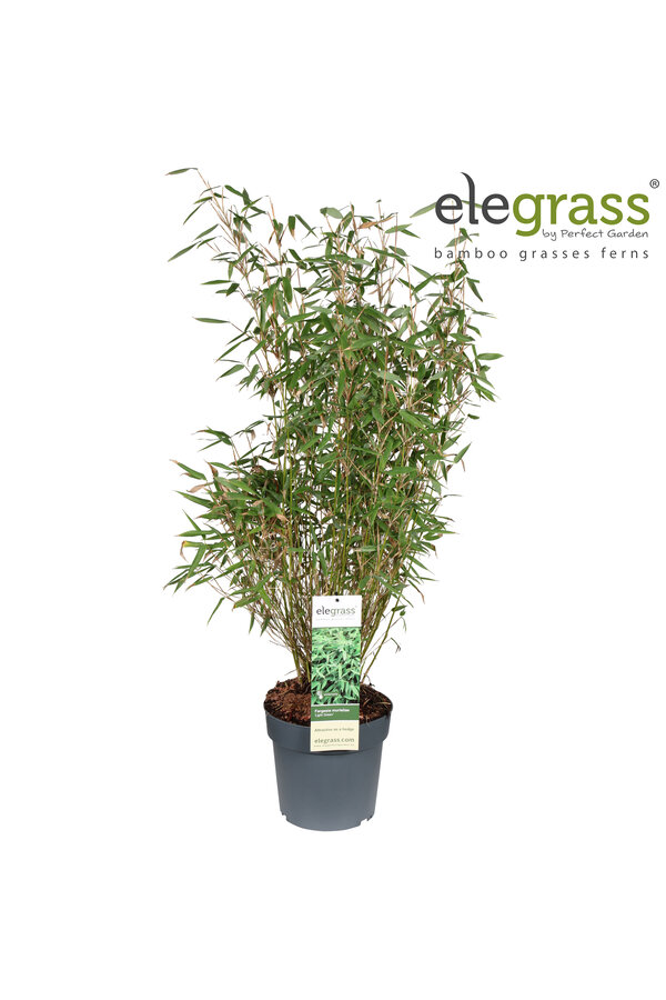 Fargesia murieliae Light Green P23