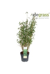 Fargesia murieliae Light Green P23