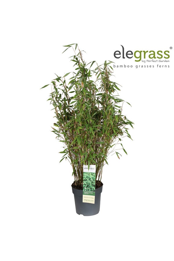 Fargesia murieliae Light Green P23