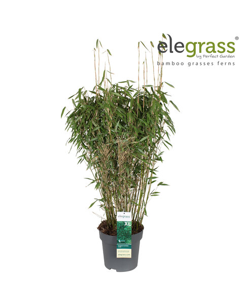 Fargesia murieliae Panda P29