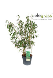 Fargesia murieliae Early Green P23