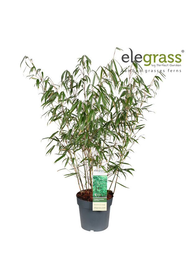 Fargesia murieliae Early Green P23