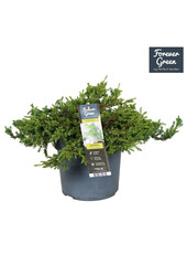 Juniperus communis Green Carpet P19