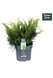 Juniperus x pfitzeriana Mint Julep P19
