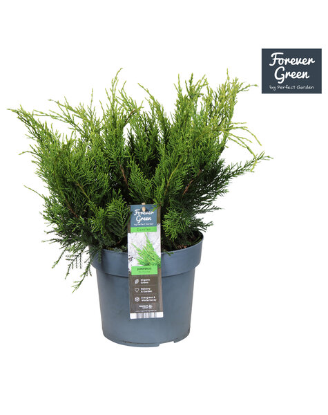 Juniperus x pfitzeriana Mint Julep P19