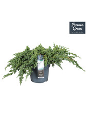 Juniperus squamata Blue Carpet P19
