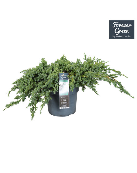 Juniperus squamata Blue Carpet P19